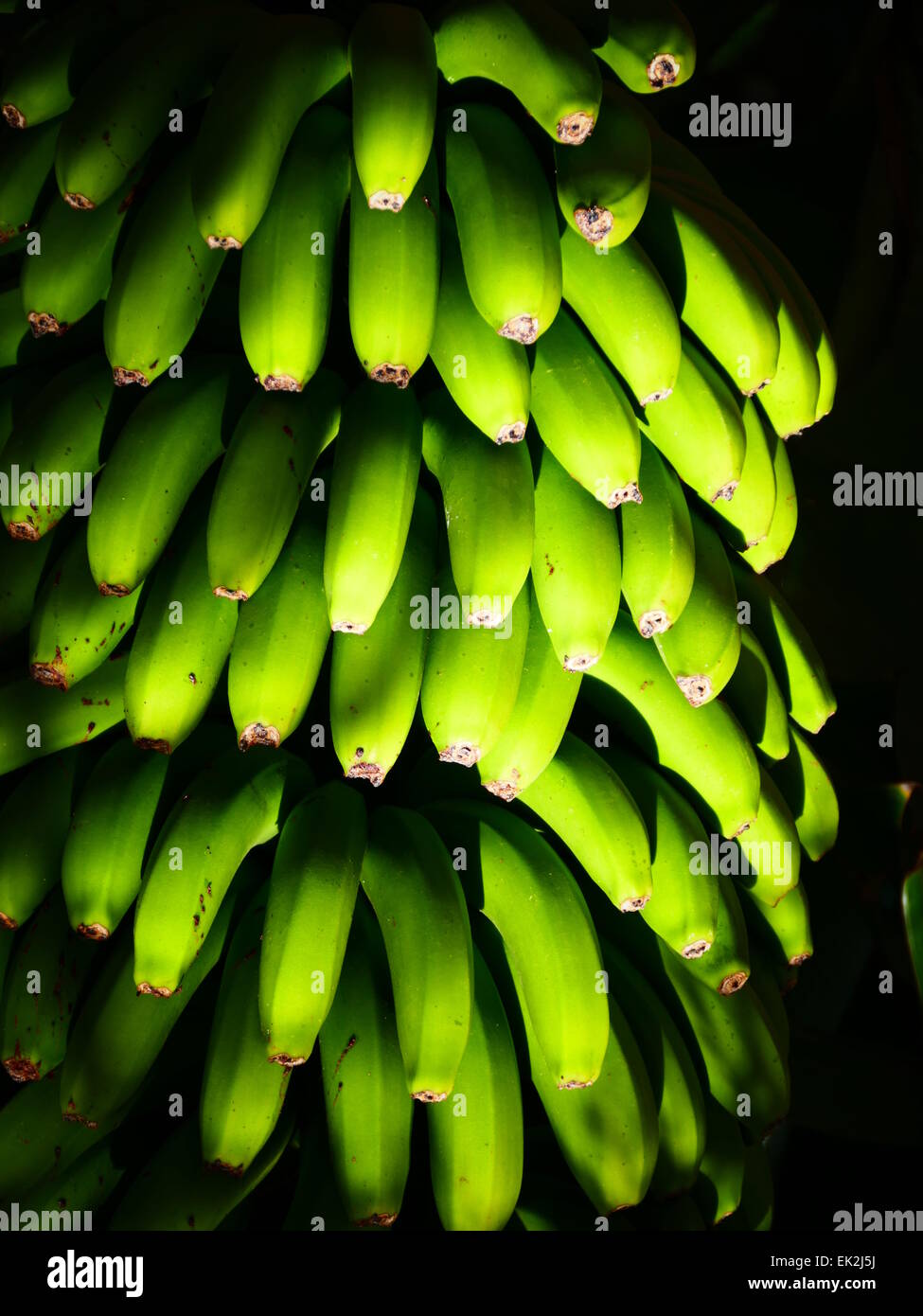 Piante di Banana n fiore Agulo village La Gomera Canarie Spagna Foto Stock