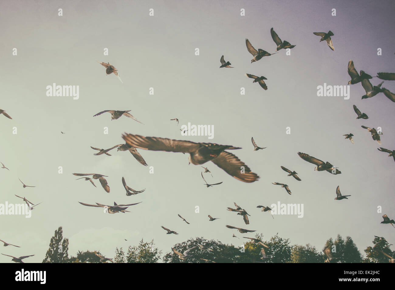 Stormo di piccioni volare in aria Foto Stock