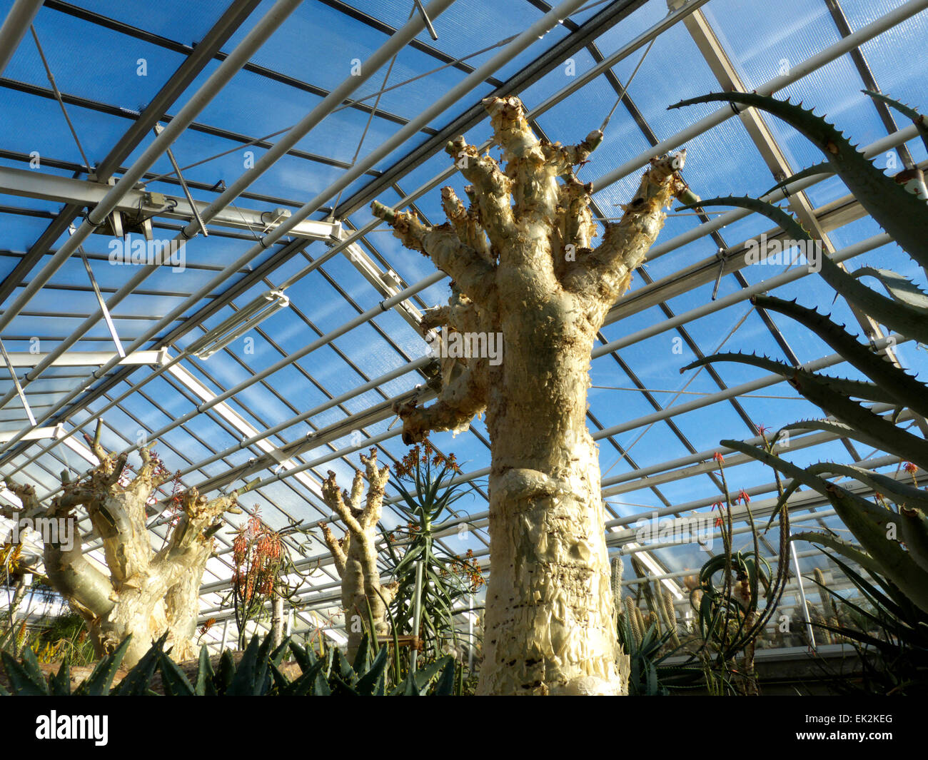 Germania Monaco di Baviera Botanic Garden Cactus serra serra Foto Stock