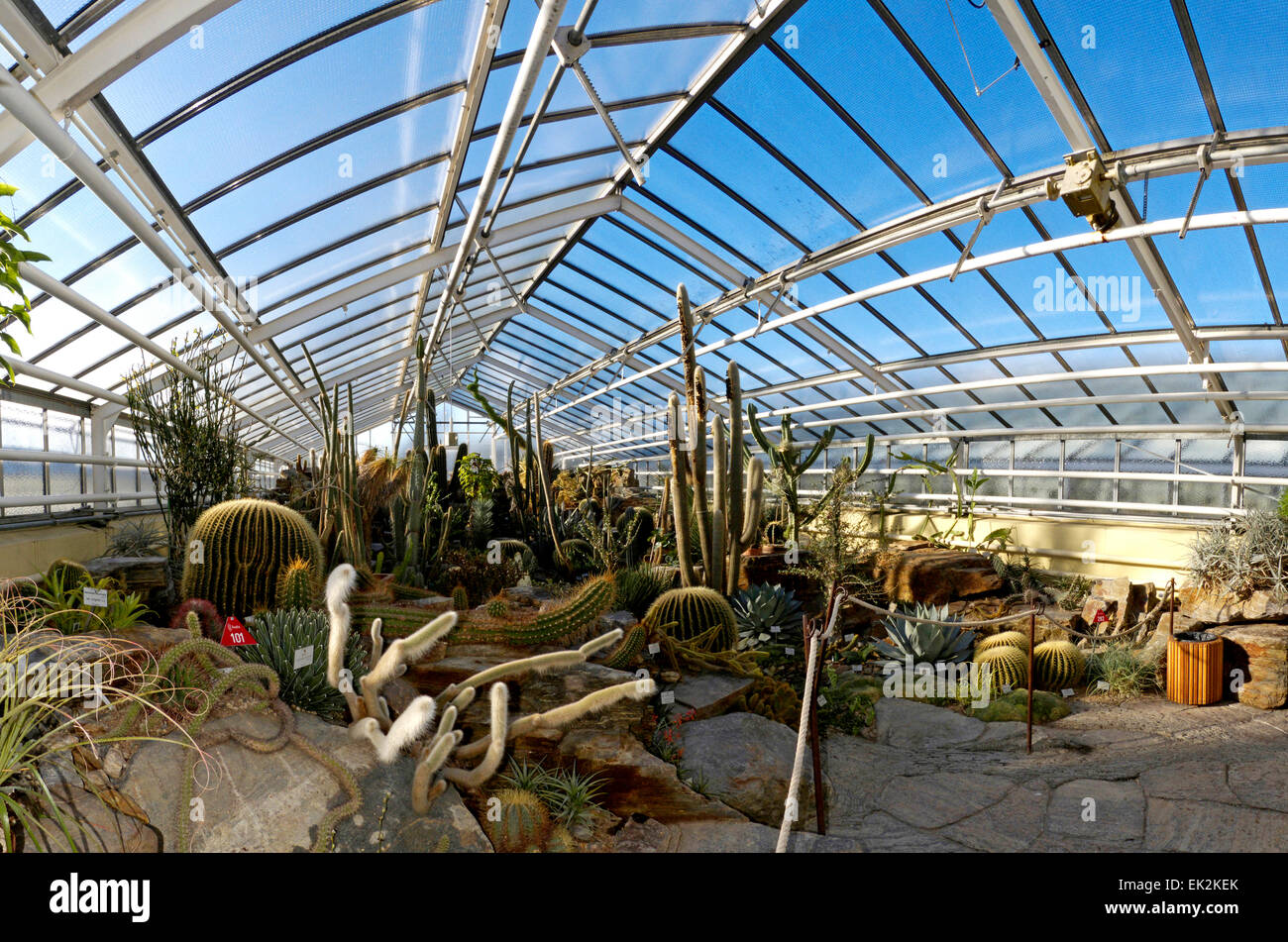 Germania Monaco di Baviera Botanic Garden Cactus serra serra Foto Stock