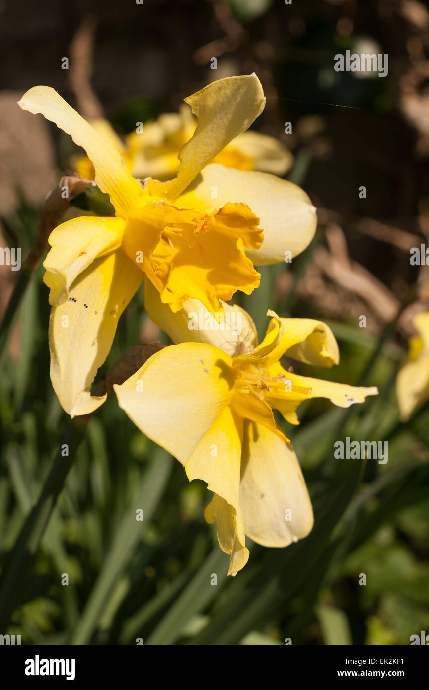 Giardinieri peggior timore di danni ai fiori a causa di bug di parassiti di lumache e limacce mangiato petali di fiore distrutto ma il cibo gustoso per pest Foto Stock