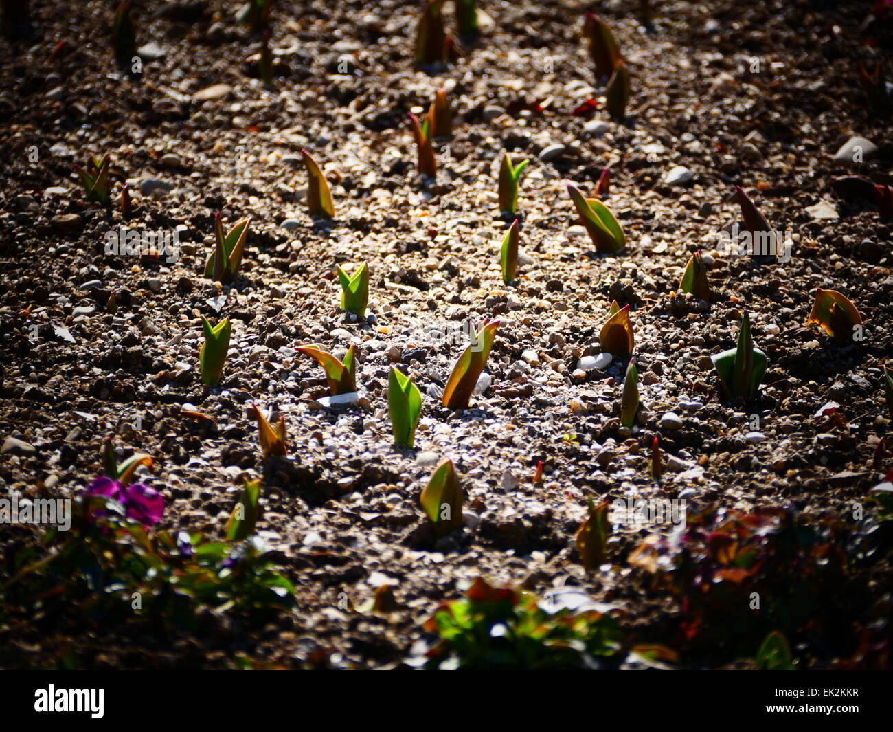 I tulipani cresce sotto terra in primavera Foto Stock