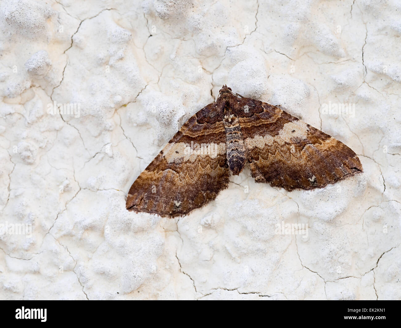 Inizio della primavera moth. Earophila badiata - spalla-striscia moth. Foto Stock