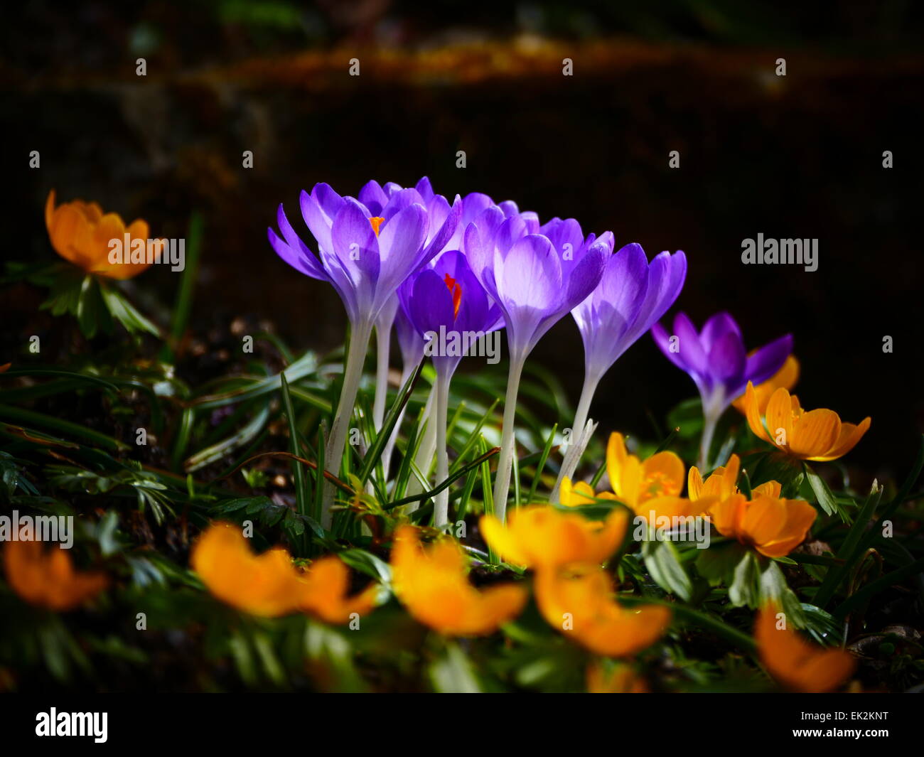 Viola Crocus sbocciare dei fiori in primavera Foto Stock