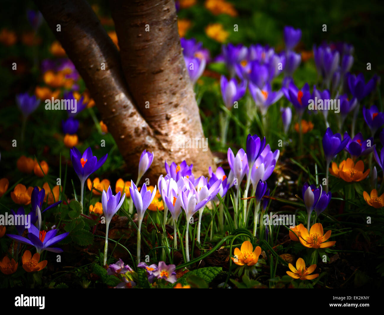 Viola Crocus sbocciare dei fiori in primavera Foto Stock