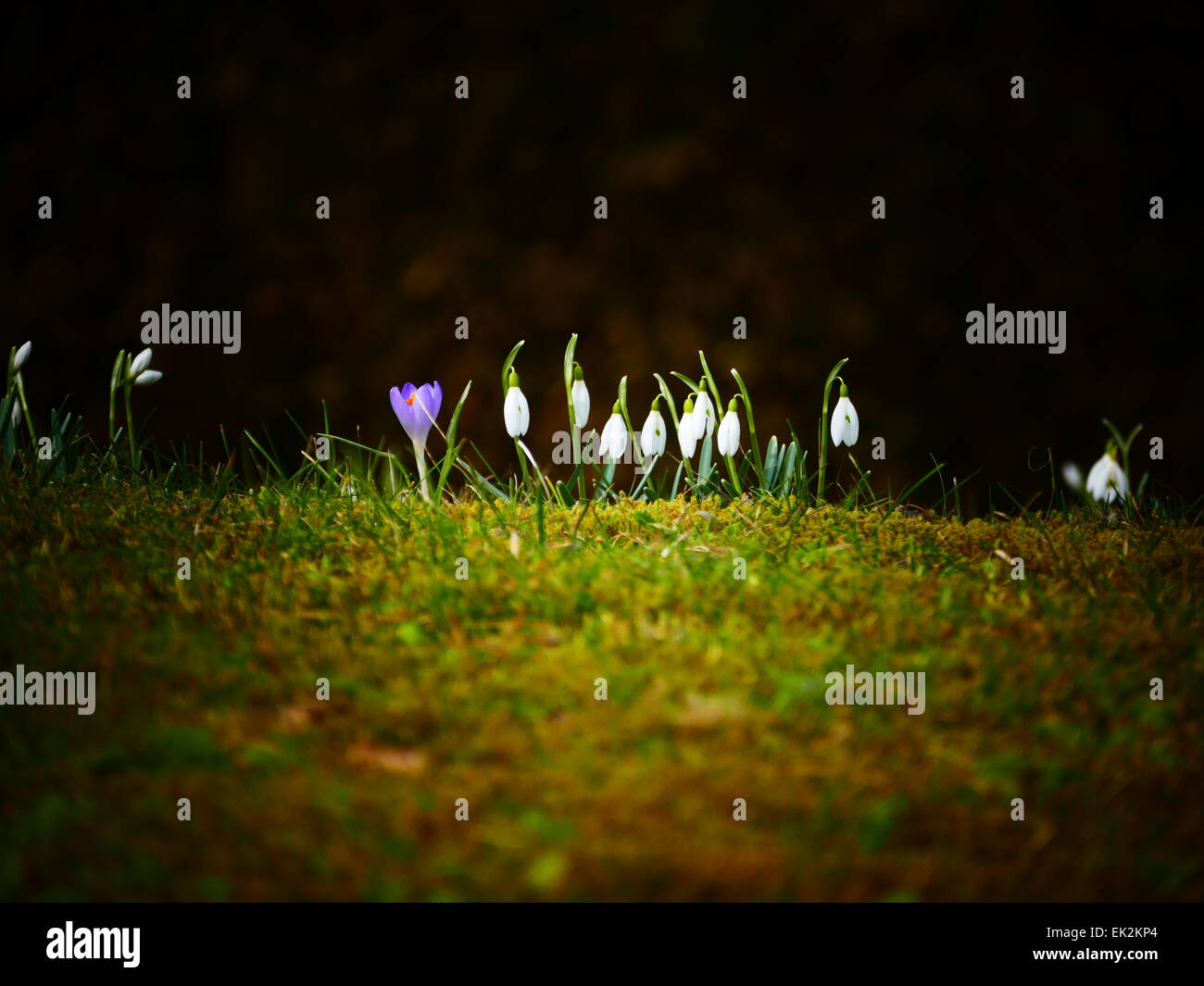 Viola Crocus sbocciare dei fiori in primavera Foto Stock