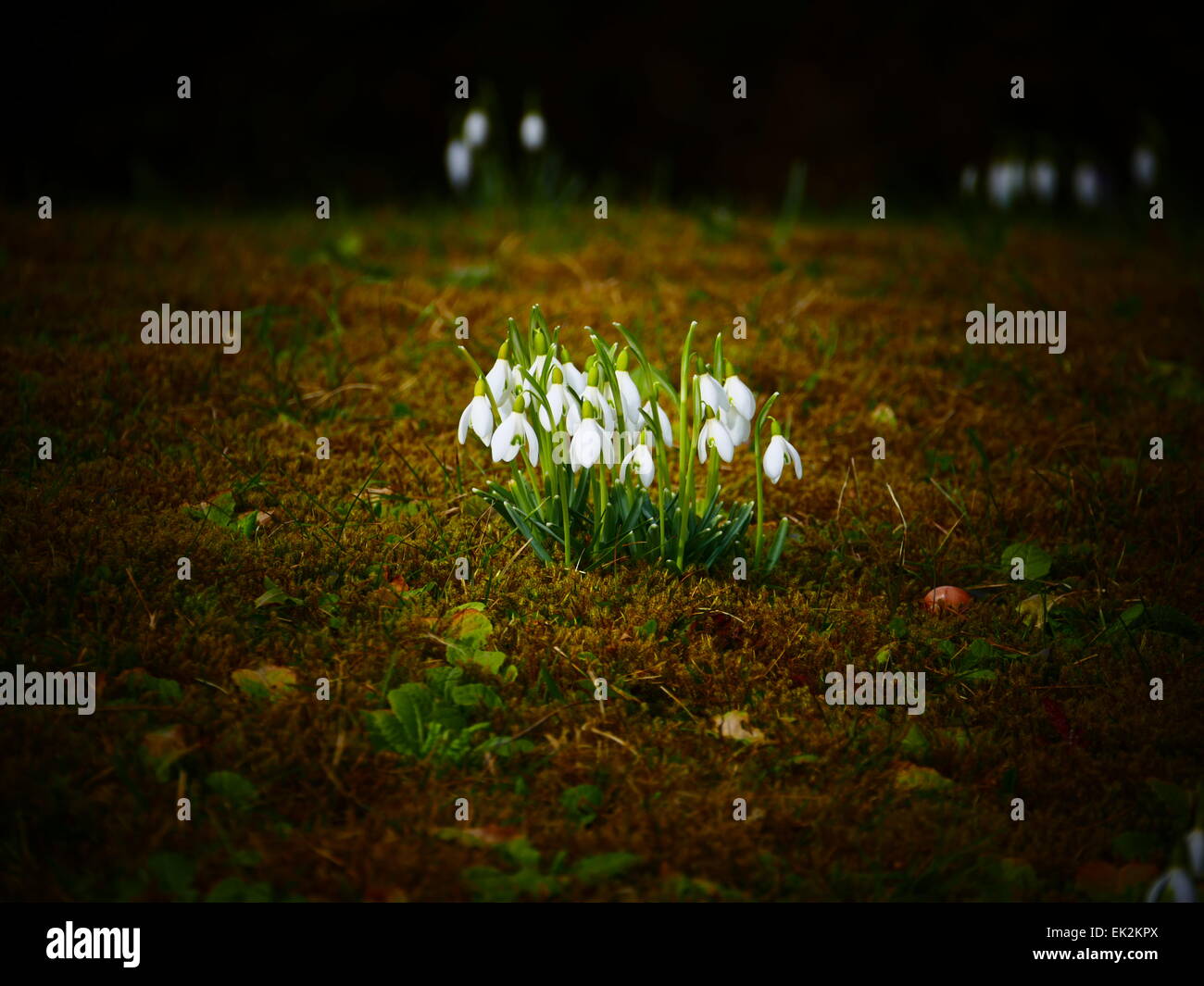 Viola Crocus sbocciare dei fiori in primavera Foto Stock
