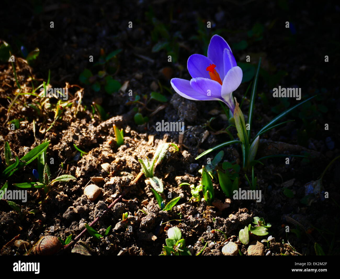 Viola Crocus sbocciare dei fiori in primavera Foto Stock