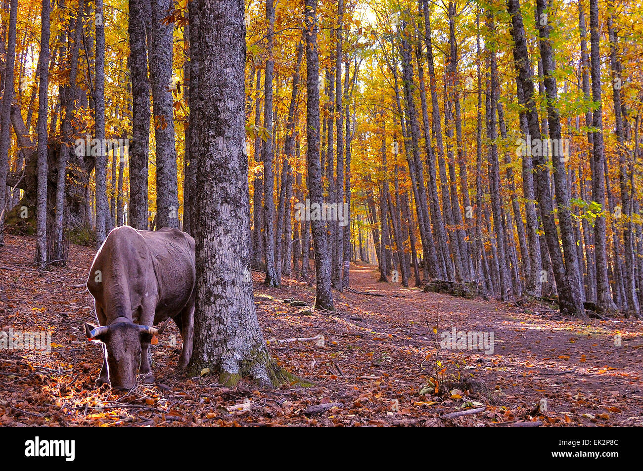 Mucca in un bosco di castagni in El Tiemblo, Avila, Spagna. Foto Stock