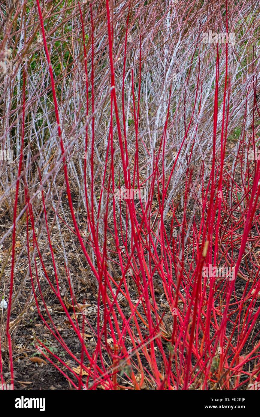 Red sanguinello e Rubus thibetanus Ghost rovo che cresce in un inverno di confine. Foto Stock