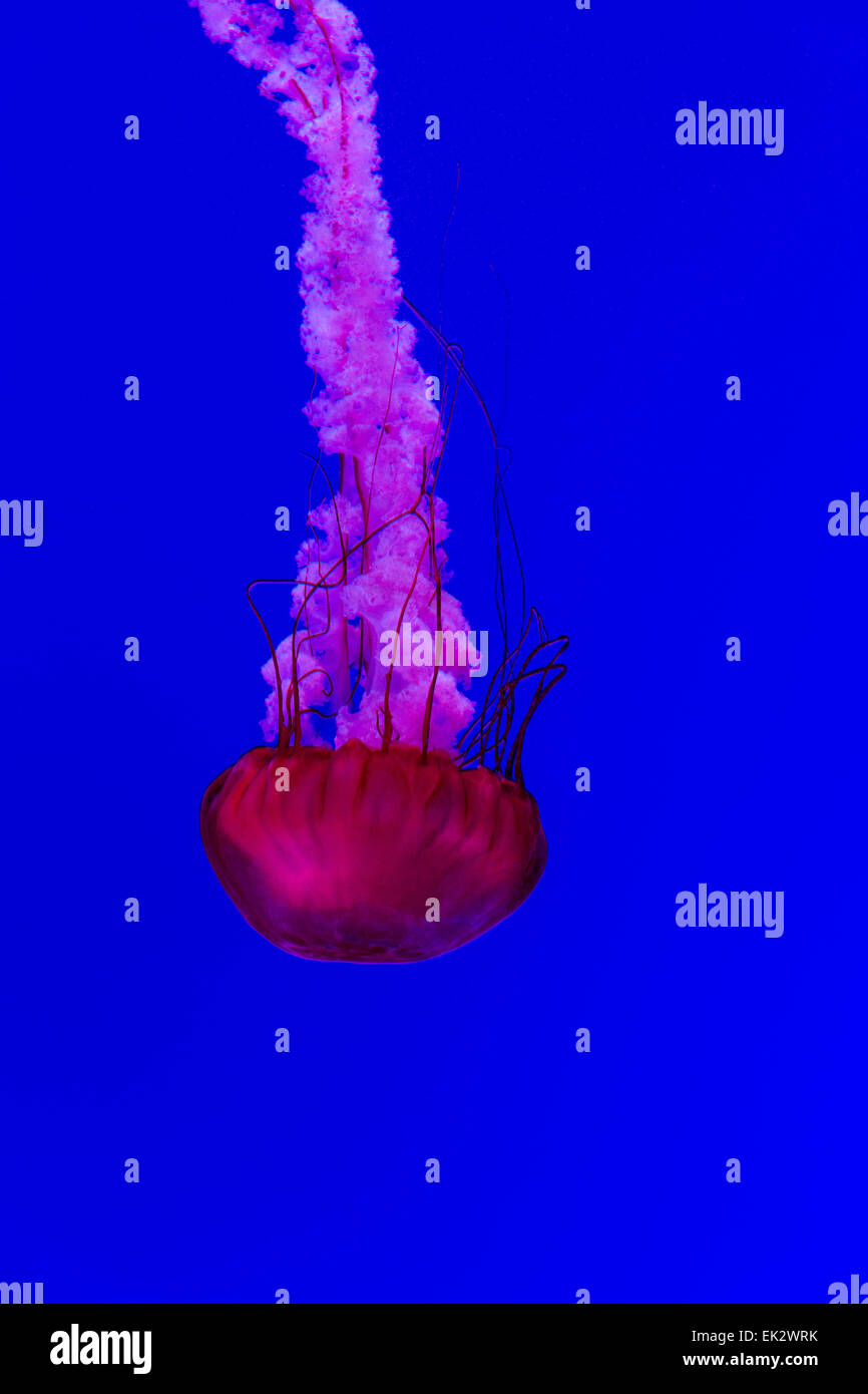 Ripley's acquario di Canada,Toronto, Ontario, meduse, pacifico mare ortica Foto Stock