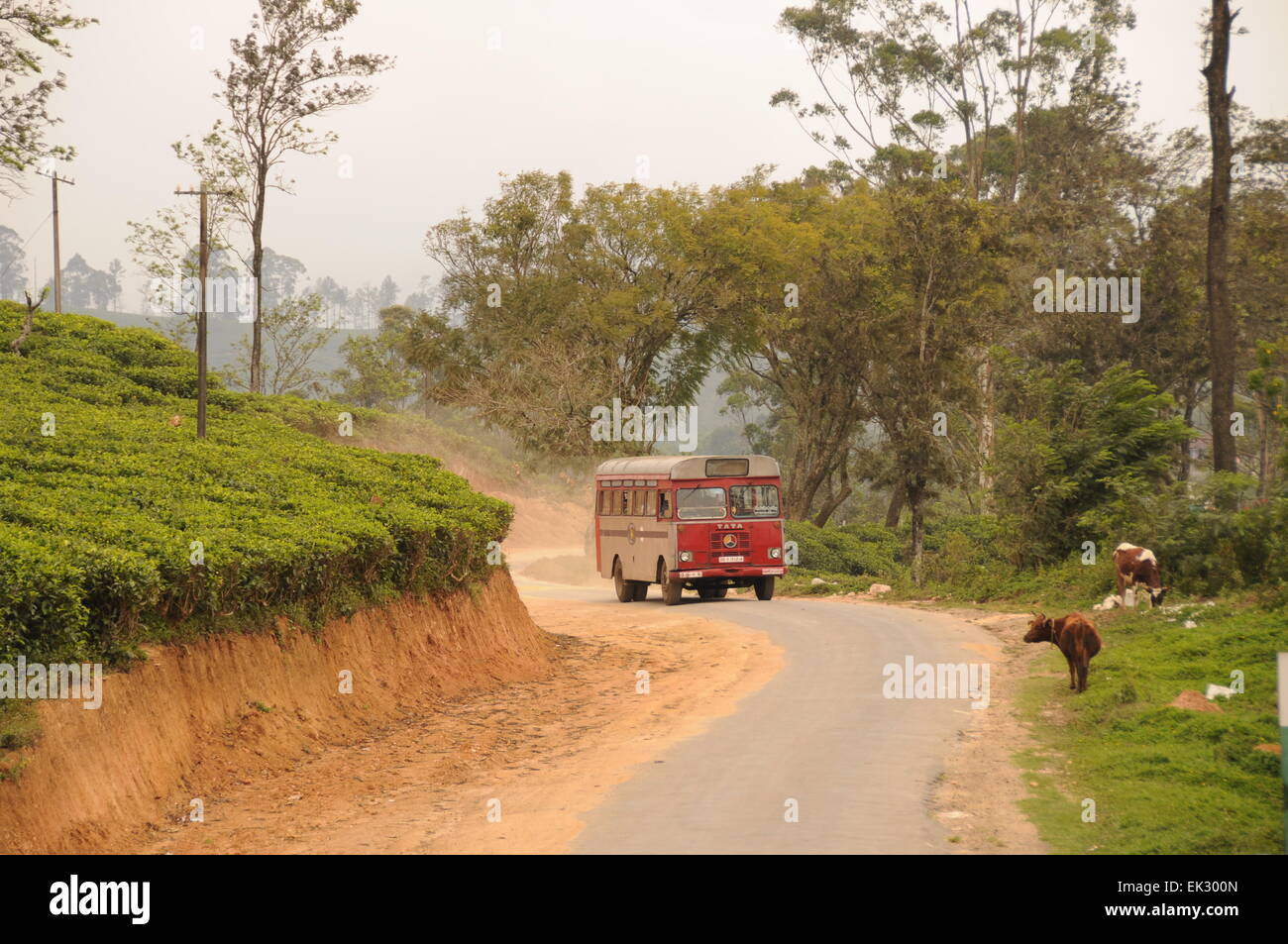 Ella, Sri Lanka. Bus locale viaggia attraverso le piantagioni di tè. Foto Stock