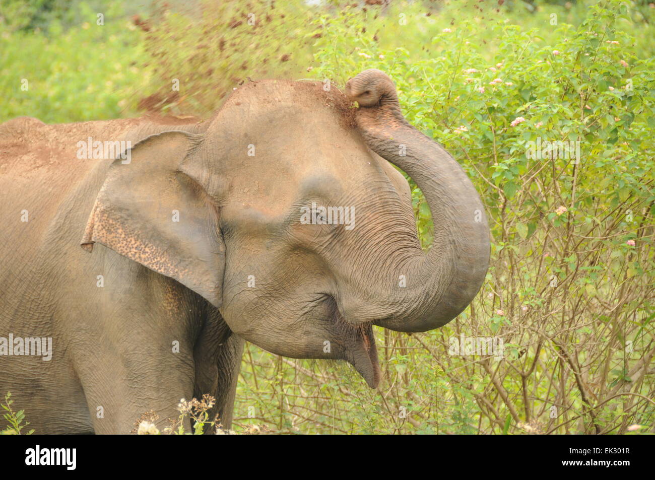 Udawalawe parco nazionale, Sri Lanka. Elephant buttando sporco su se stessa Foto Stock