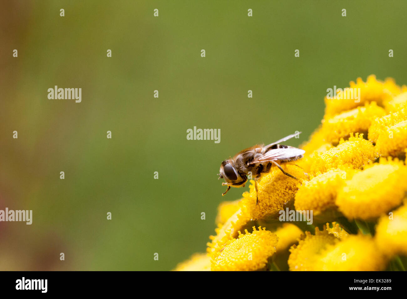 Hoverfly polline di pulizia fuori le sue gambe su un giallo fiore tansy. Foto Stock