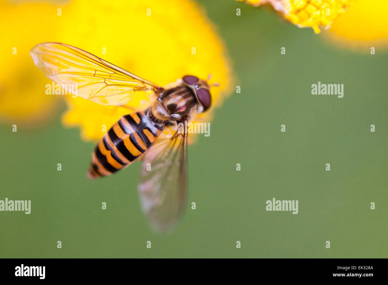 La marmellata di arance hoverfly su un giallo fiore tansy. Foto Stock