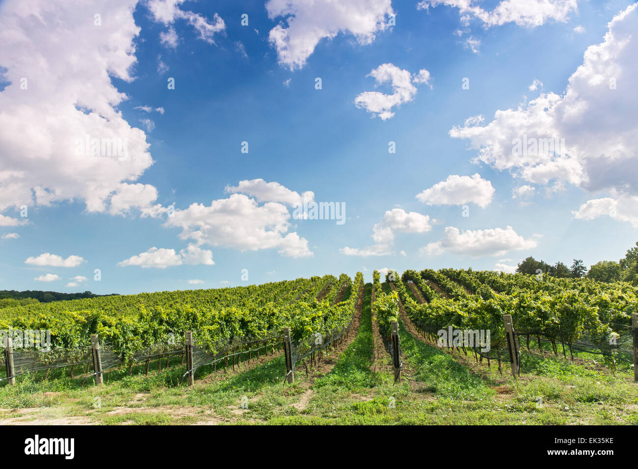 Canada,Ontario,Niagara sul lago, vigneti di burrone Cantina Foto Stock