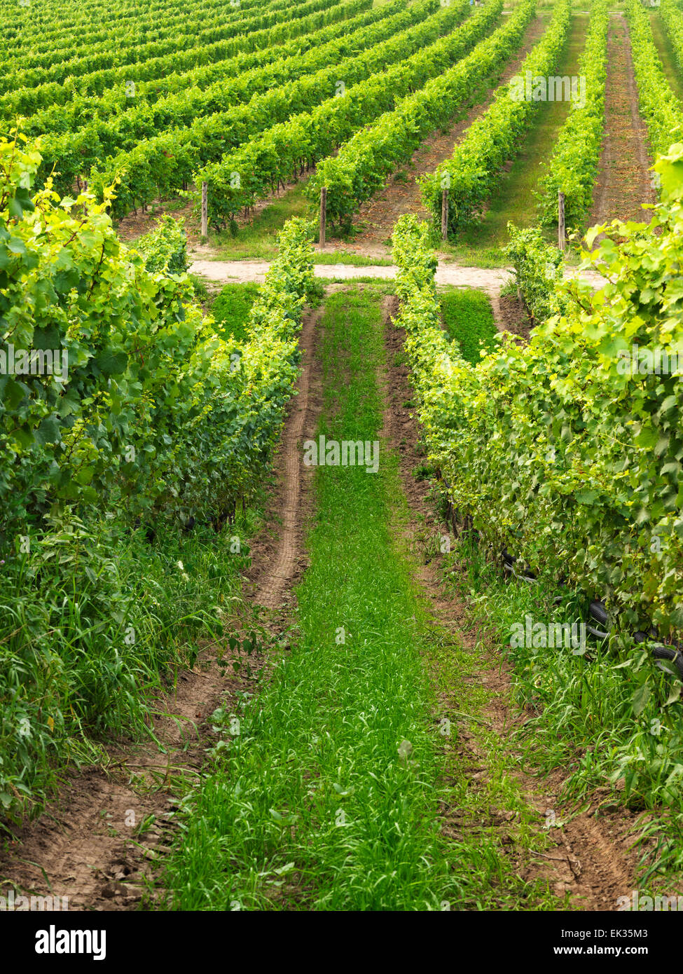 Canada,Ontario,Niagara sul lago, vigneti di burrone Cantina Foto Stock