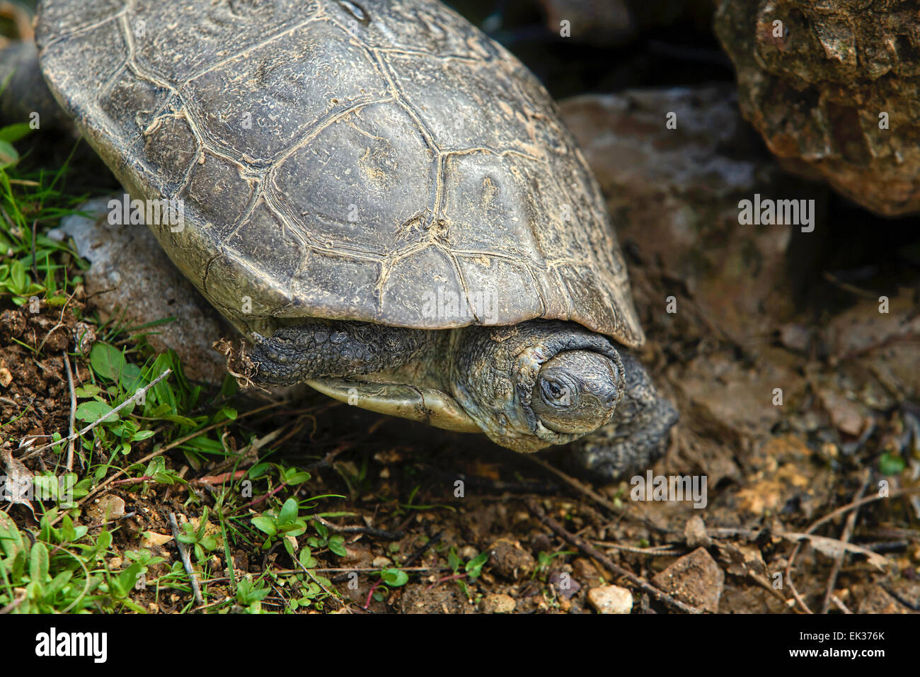 Questo tartarughe non sono interamente acquatica, e lascia l'acqua a crogiolarvi al sole e depongono le uova. Essi sono incredibilmente veloce e sono al Foto Stock