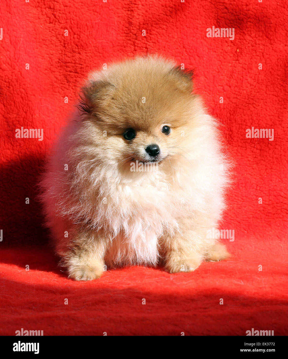 Pomerania dog sitter su uno sfondo rosso Foto Stock