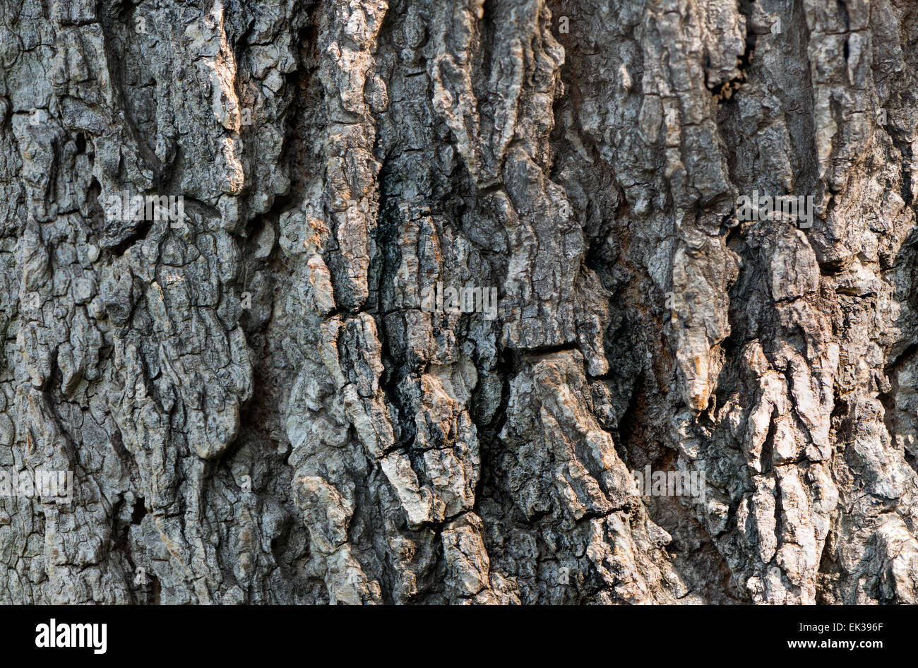 Close up macro dettaglio del tronco di un albero Foto Stock