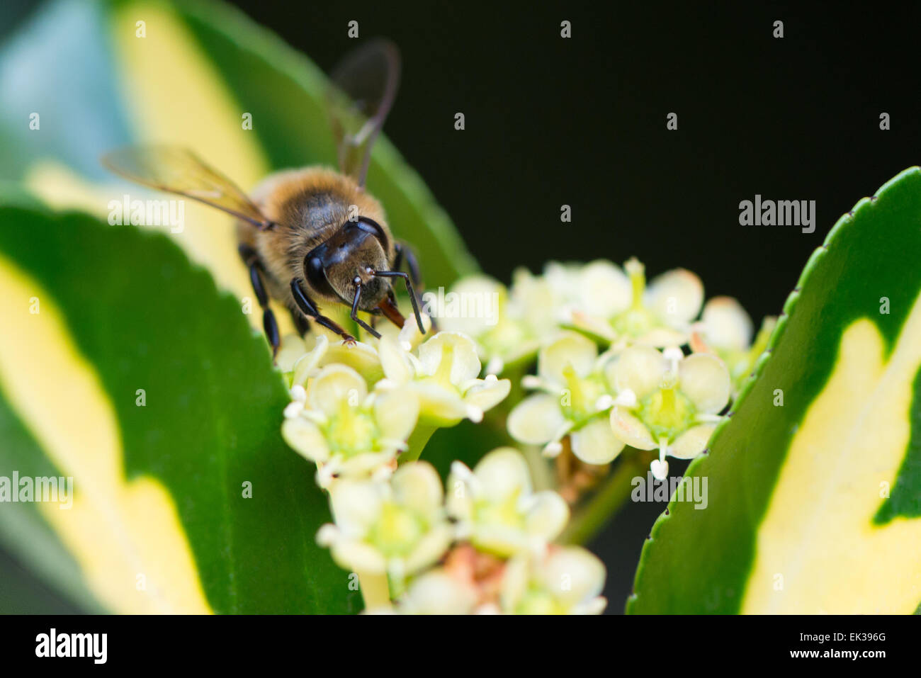 Ape con cesto di polline immagini e fotografie stock ad alta ...