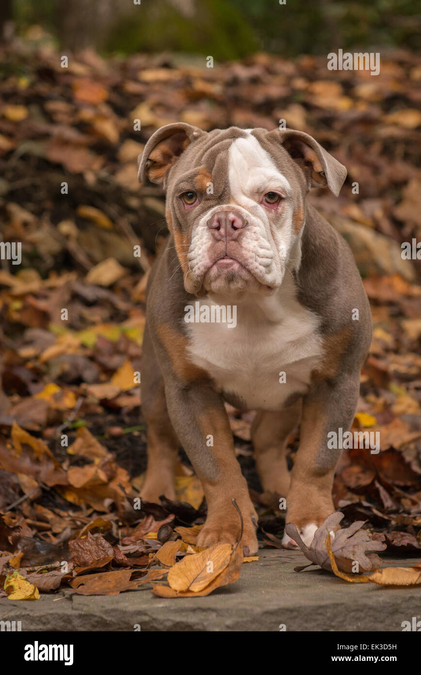 Un colore lilla razza American Bullldog sorge nelle foglie di autunno nei boschi del Nord Carolina. Foto Stock