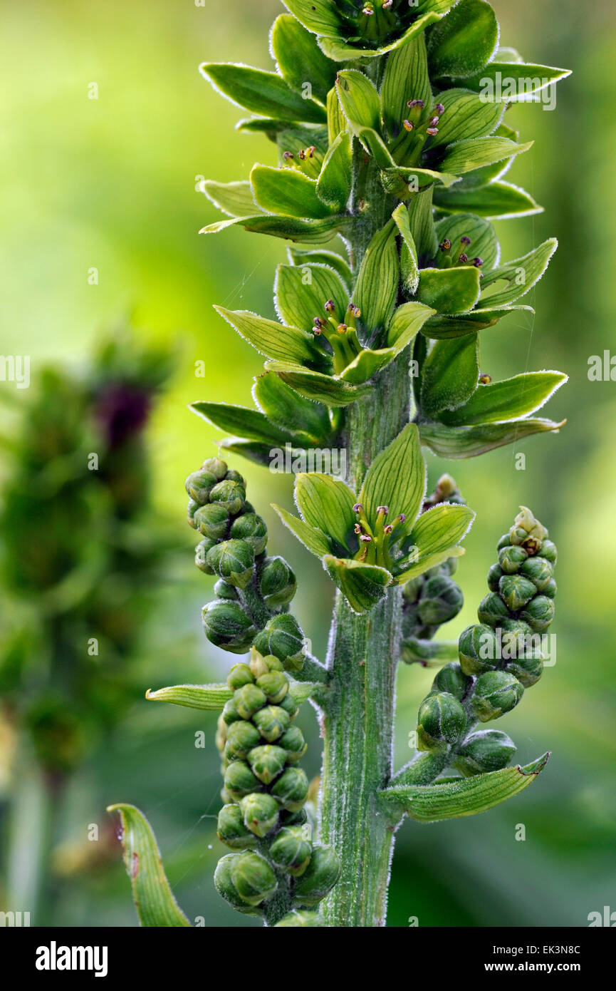 L'elleboro bianco / Europea l'elleboro bianco / bianco Veratrum (Veratrum album) in fiore Foto Stock