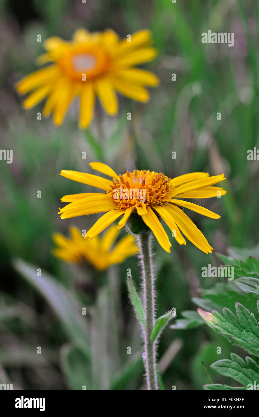 Leopard's Bane / arnica / wolf's bane (Arnica montana) in fiore Foto Stock