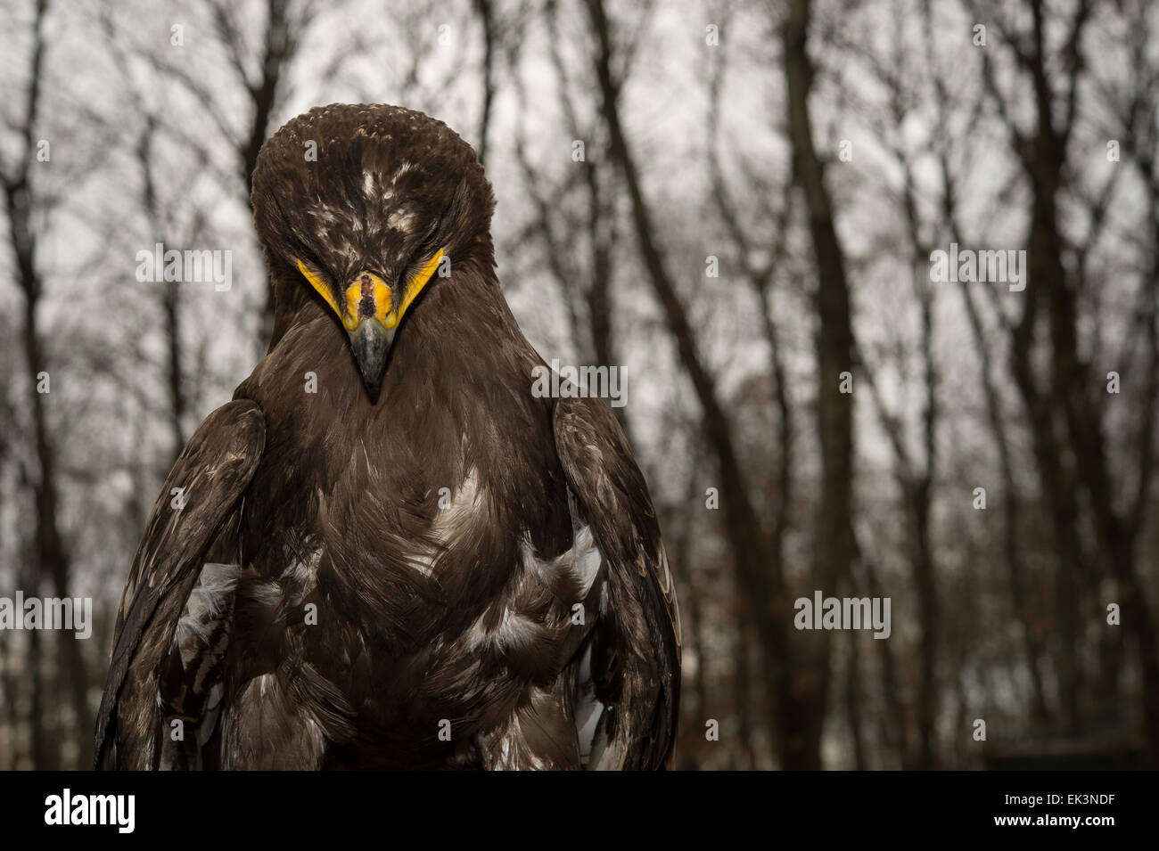 Steppa Eagle, Aquila nipalensis, Accipitridae Foto Stock
