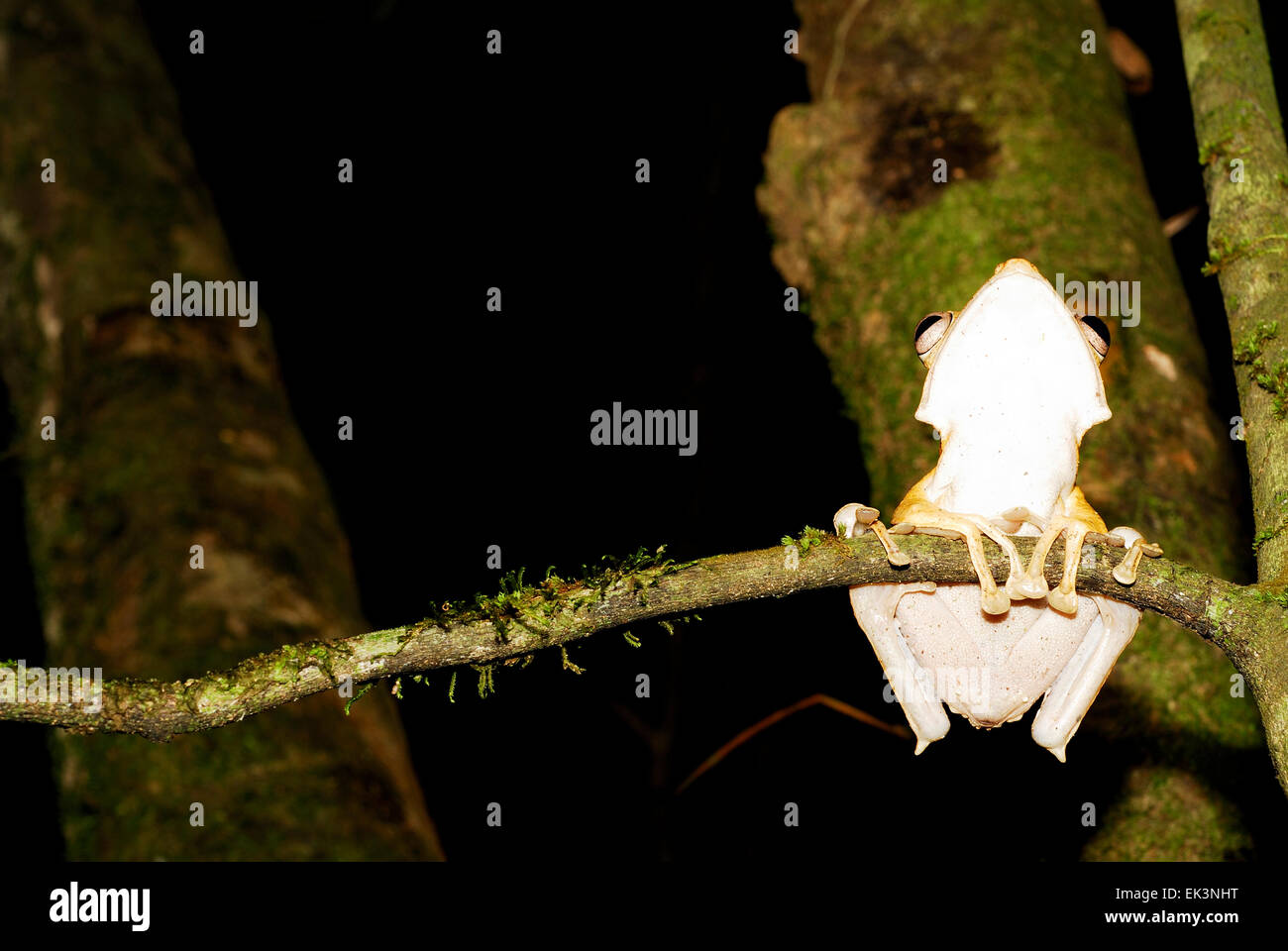 File-eared Raganella (Polypedates otilophus) in Kubah national park, Sarawak, Malesia, Borneo Foto Stock