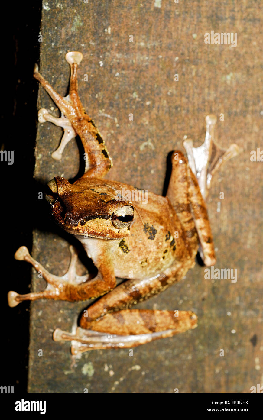 Dark-eared Raganella (Polypedates macrotis) in Kubah, Sarawak, Malesia, Borneo Foto Stock