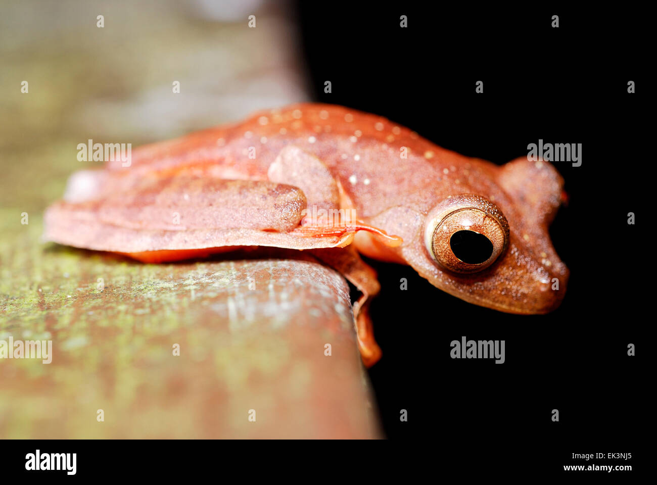 Arlecchino Raganella (Rhacophorus pardalis) in Kubah national park, Sarawak, Malesia, Borneo Foto Stock