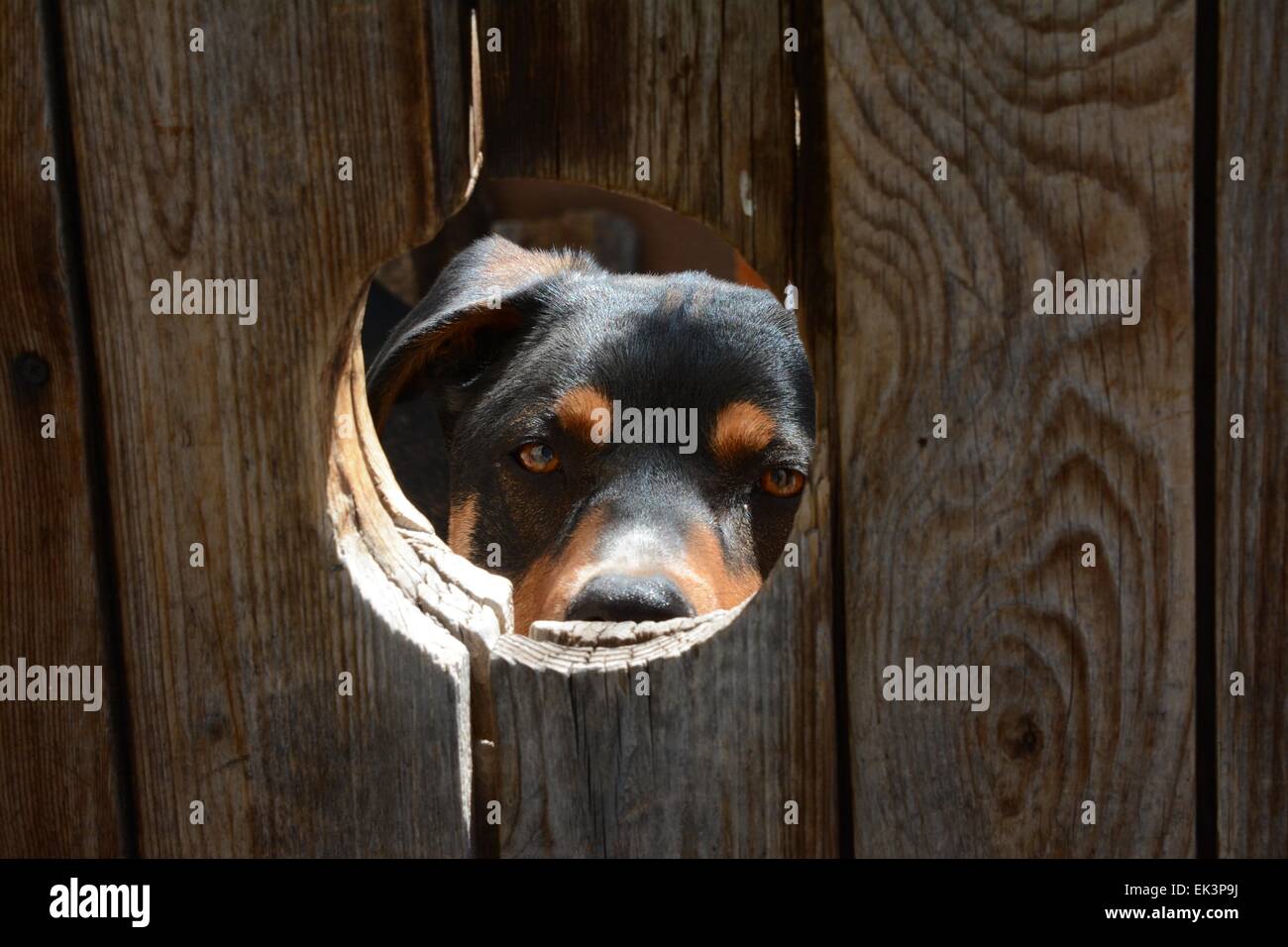 Il mio cane, Luca, il peering a me attraverso un foro come mi sono avvicinato alla porta di casa mia. Foto Stock
