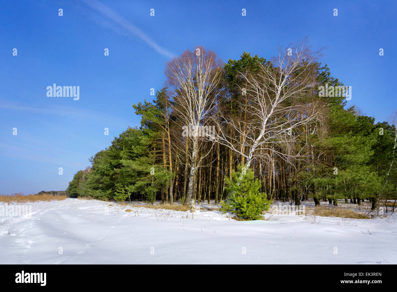 La Betulla nella pineta in inverno Foto Stock