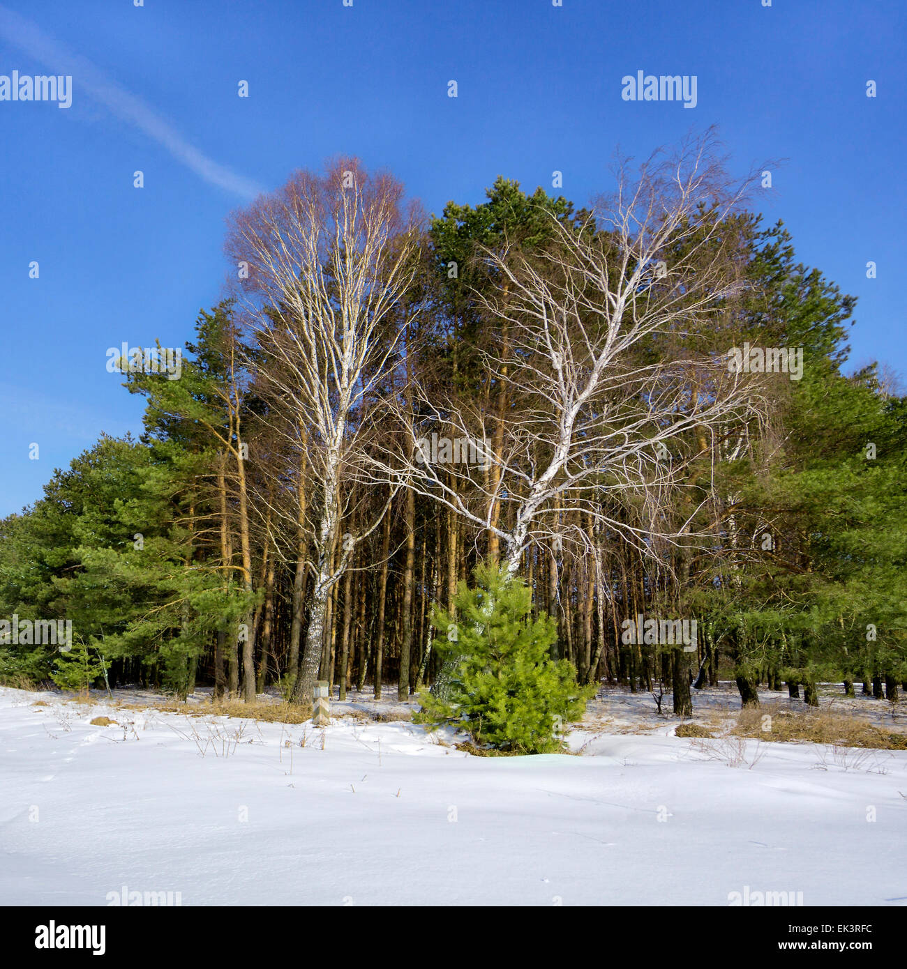 La Betulla nella pineta in un inverno Foto Stock