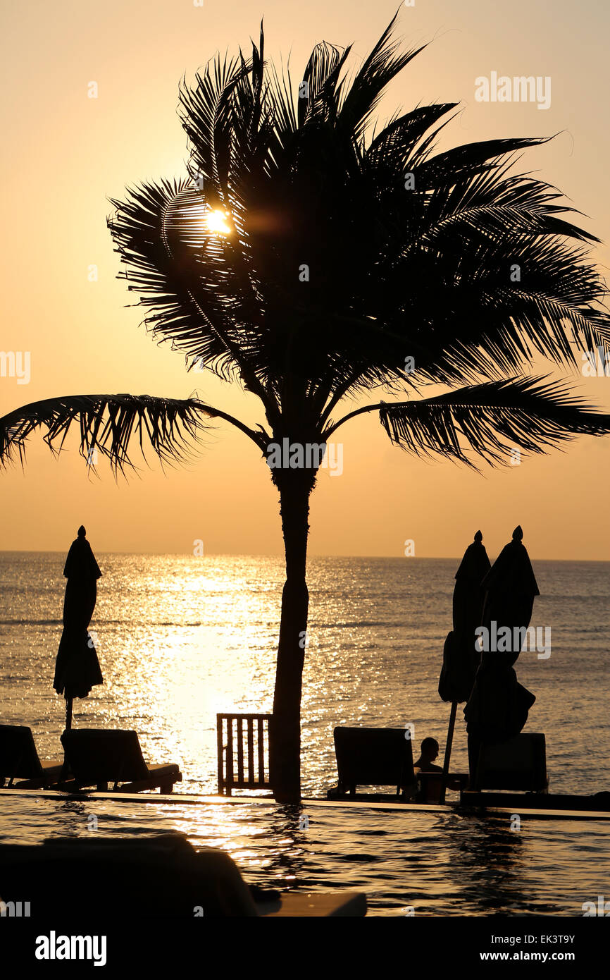 Splendide palme riposare sulla spiaggia al tramonto Foto Stock