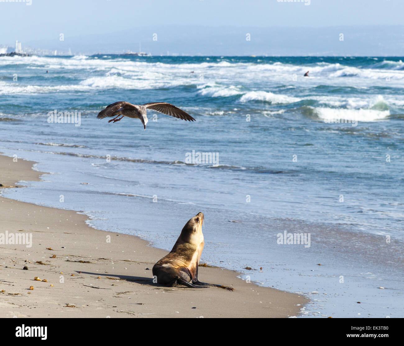 California leone di mare presso la spiaggia di Venezia Foto Stock