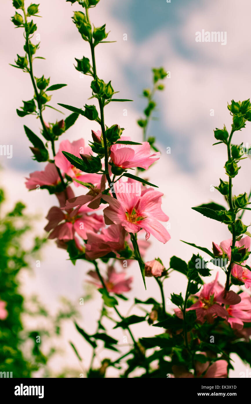 Di un bel colore rosa Hollyhock fioriture dei fiori nel giardino Foto Stock