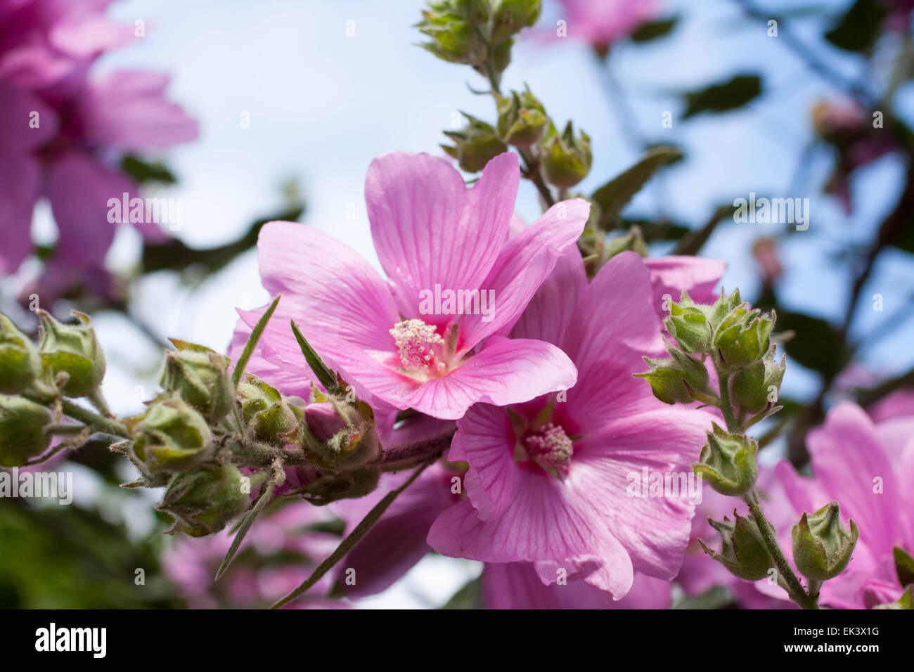 Di un bel colore rosa Hollyhock fioriture dei fiori nel giardino Foto Stock