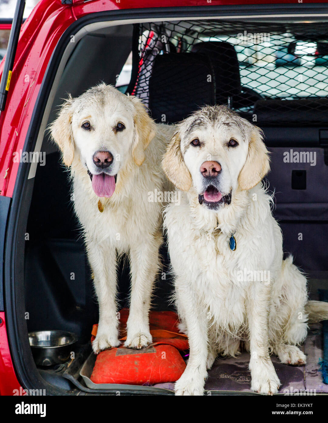 Due color platino Golden Retriever cani sporchi con polvere di carbone, sul retro di una Toyota 4Runner carrello Foto Stock
