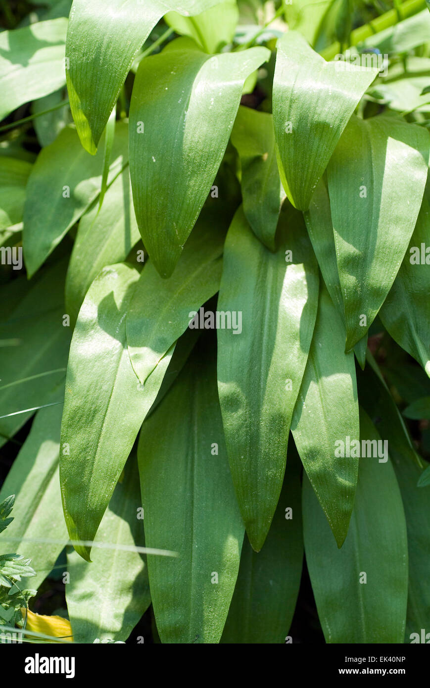 Ramson buckrams recare il porro aglio selvatico legno l'aglio (Allium ursinum) Foto Stock