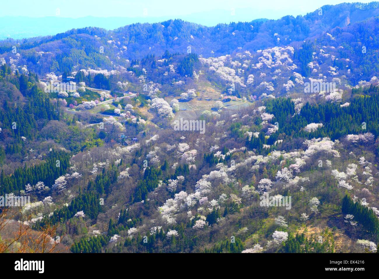Prunus sargentii, Rikugou-Ousenkyo, Nagano, Giappone Foto Stock