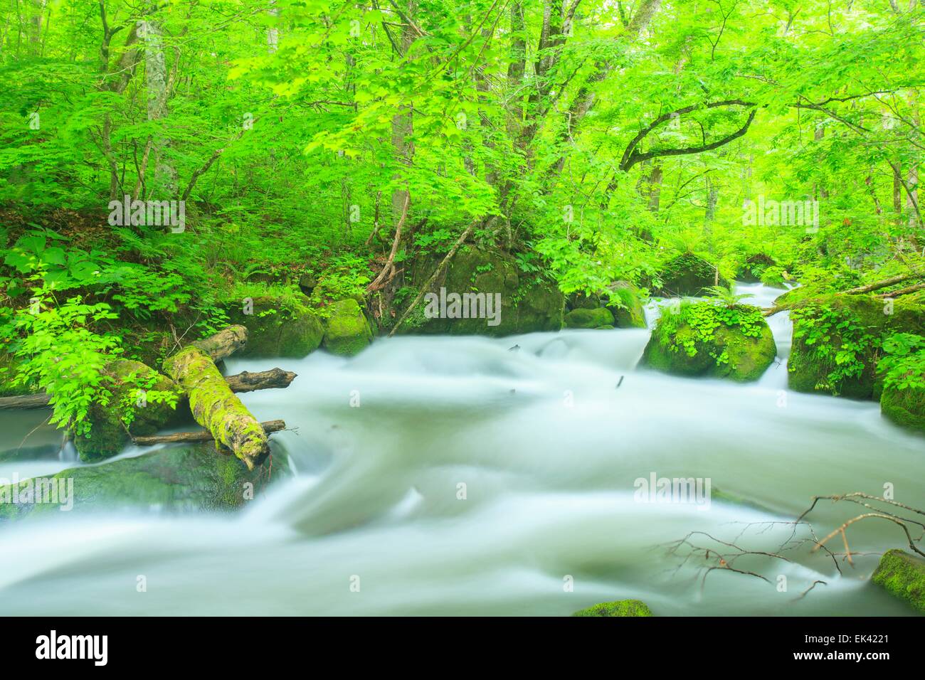 Estate di flusso Oirase, Aomori, Giappone Foto Stock