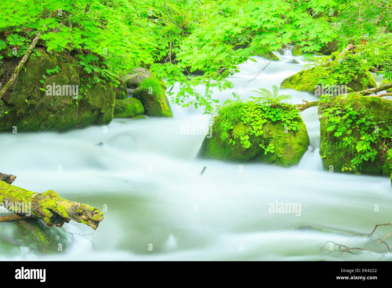 Estate di flusso Oirase, Aomori, Giappone Foto Stock
