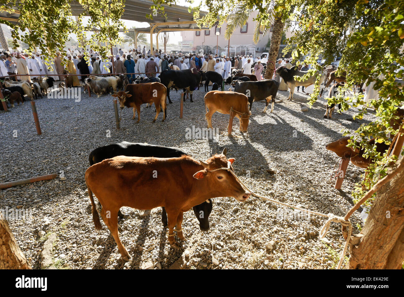 Il bestiame per la vendita al settimanale mercato degli animali in Nizwa, Oman Foto Stock