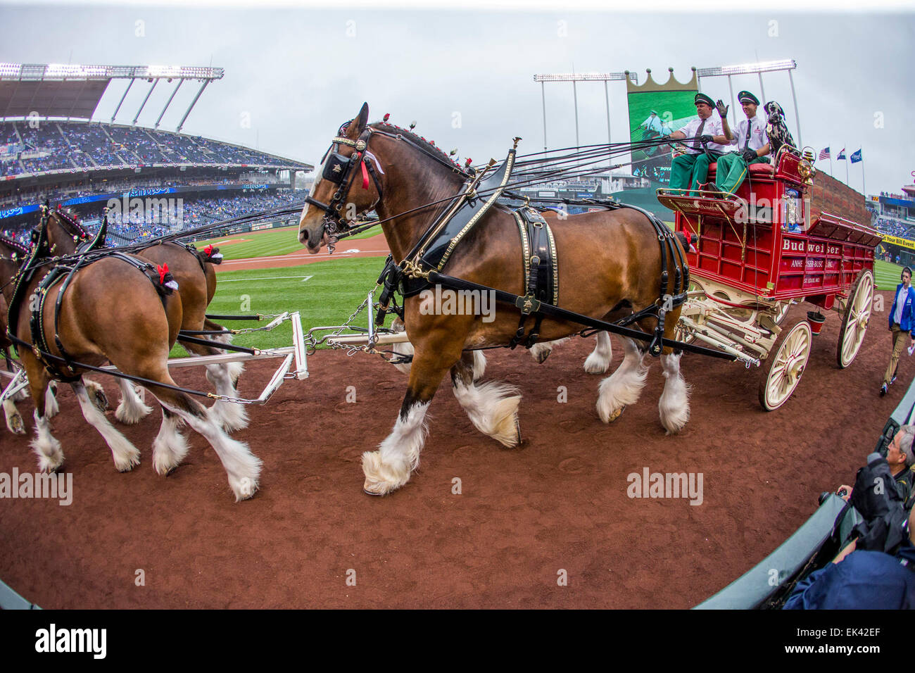 Kansas City, Stati Uniti d'America. 6 Aprile, 2015. Il San Luigi Budweiser Clydesdales strada intorno alla pista di Avvertimento prima della MLB in apertura di giornata gioco tra Chicago White Sox e il Kansas City Royals presso Kauffman Stadium di Kansas City MO Credito: Cal Sport Media/Alamy Live News Foto Stock