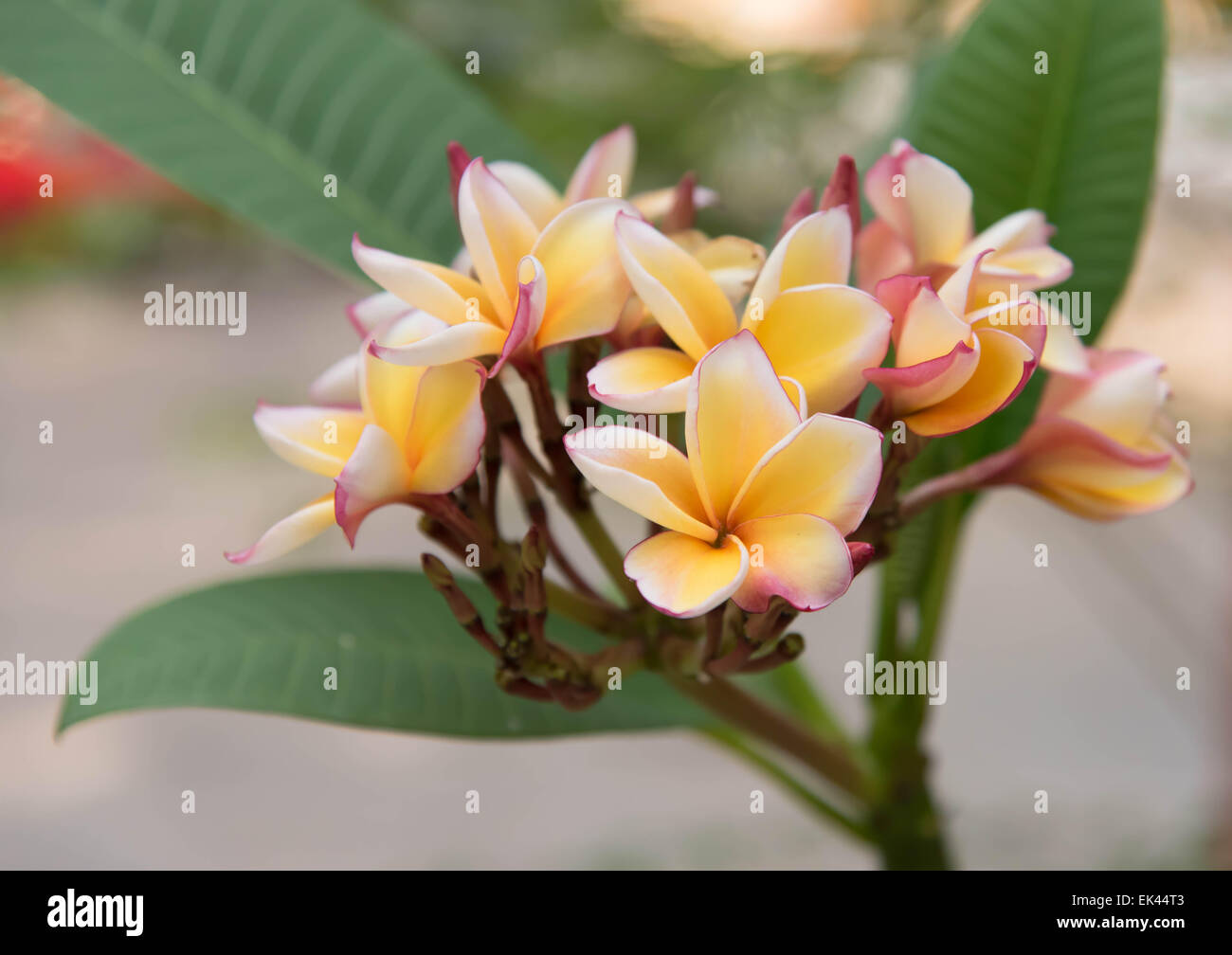 Fiori di frangipani bellissimo tempio in Thailandia. Foto Stock