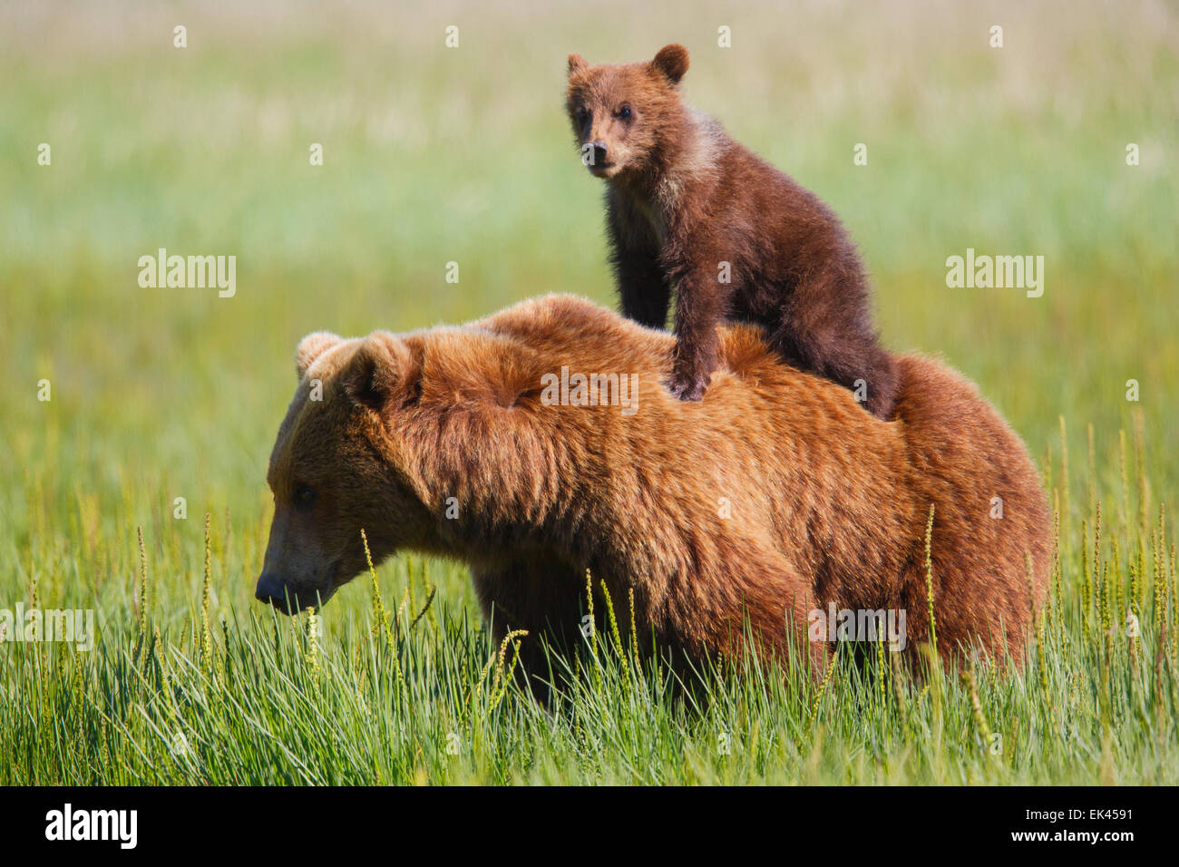 Marrone / Orso grizzly, il Parco Nazionale del Lago Clark, Alaska Foto Stock
