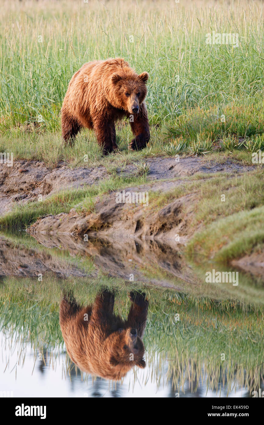 Marrone / Orso grizzly, il Parco Nazionale del Lago Clark, Alaska Foto Stock