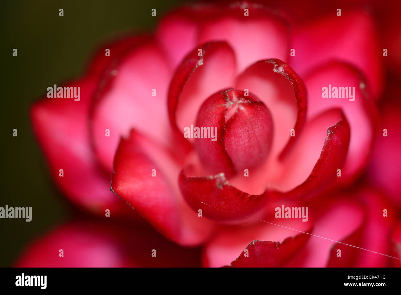 Red Ginger flower close up Foto Stock